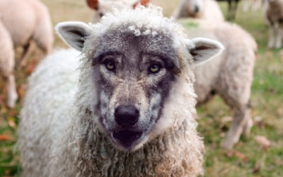 Enviados como ovejas entre lobos