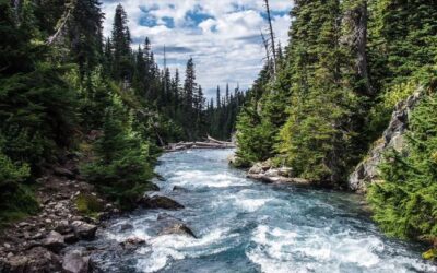 Como el ciervo al agua va